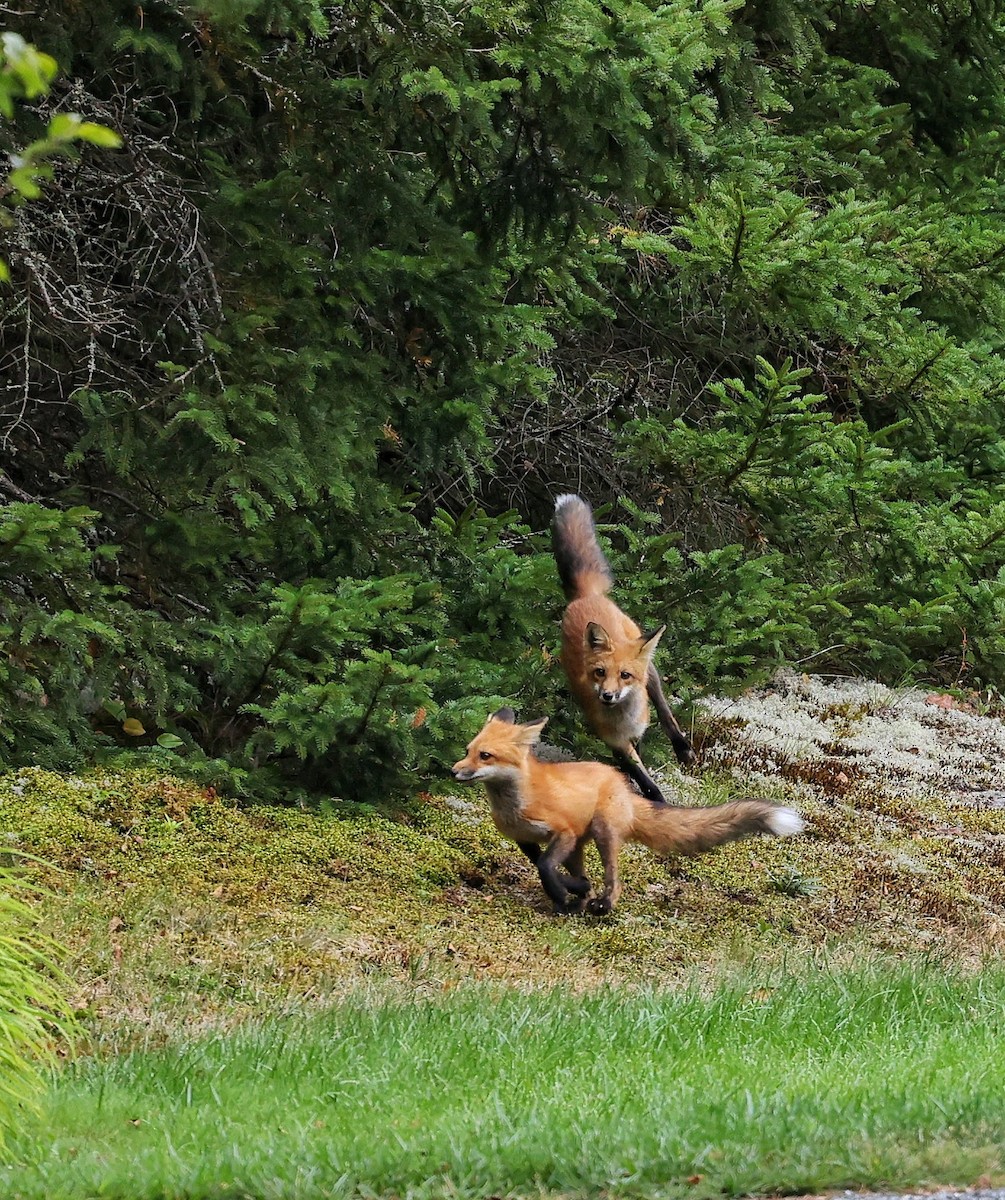 Red Fox - ML646112236