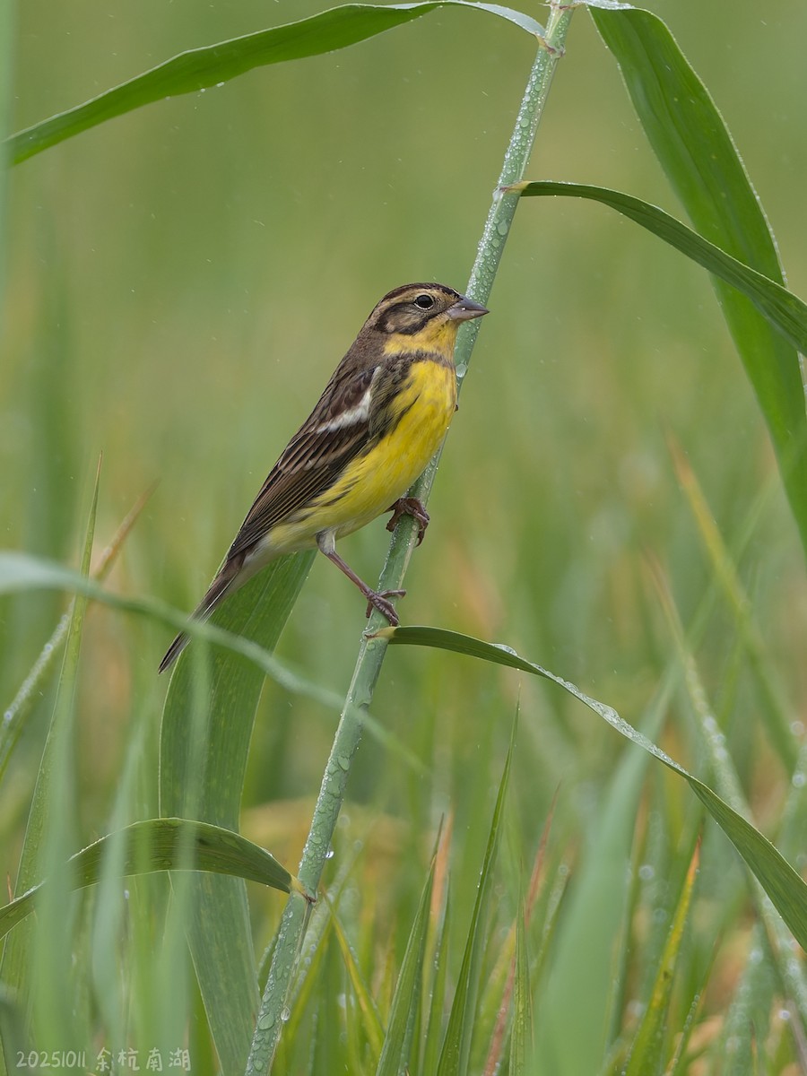 strnad obojkový - ML646112240