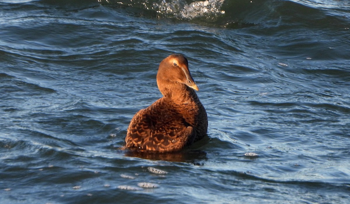 Common Eider - ML646112248