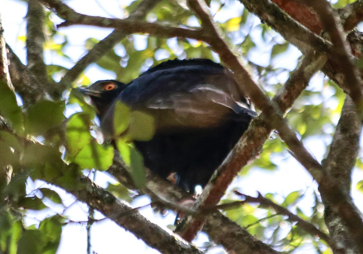 Black Hawk-Eagle - ML646112250