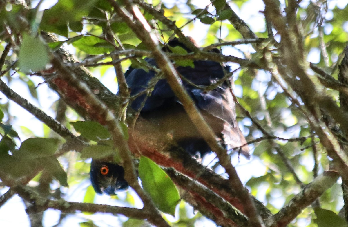 Black Hawk-Eagle - ML646112251