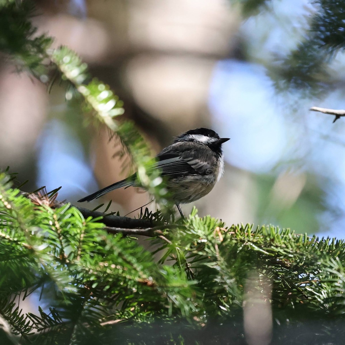 Black-capped Chickadee - ML646112258