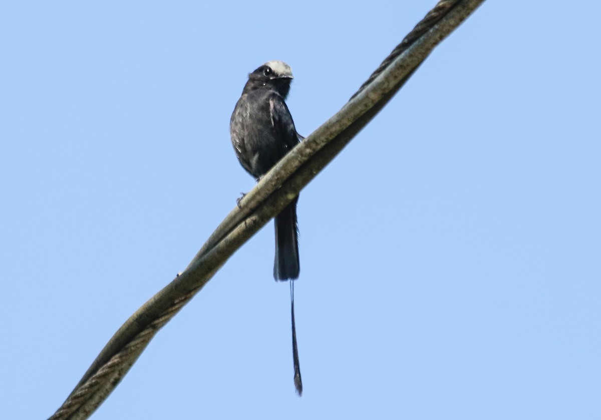 Long-tailed Tyrant - ML646112260