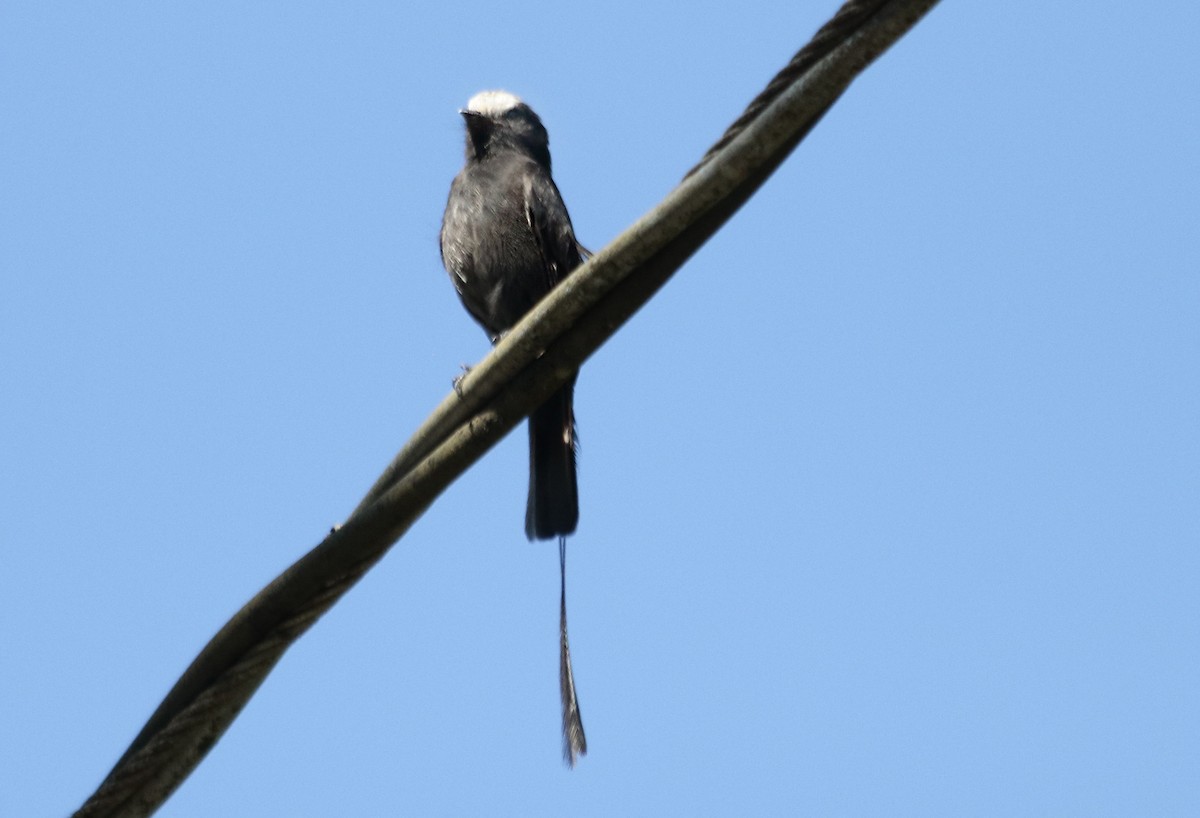 Long-tailed Tyrant - ML646112261