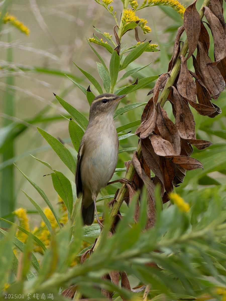 Dusky Warbler - ML646112264