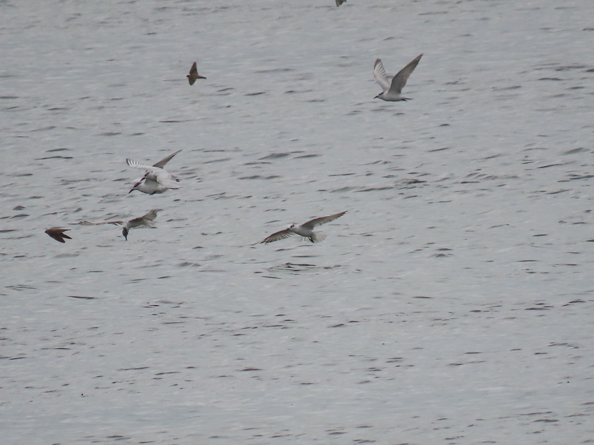 Whiskered Tern - ML646112267