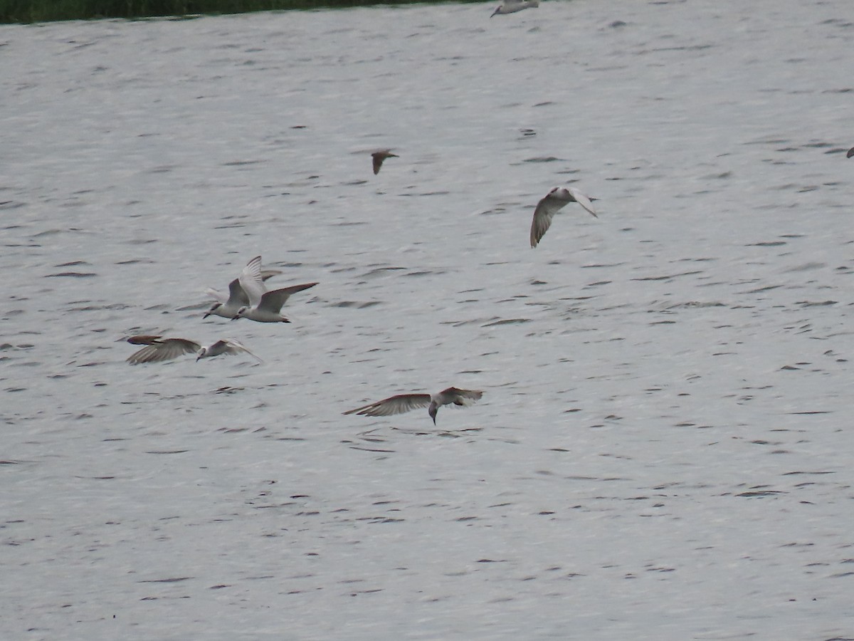 Whiskered Tern - ML646112268