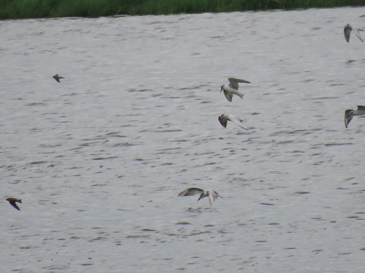 Whiskered Tern - ML646112269