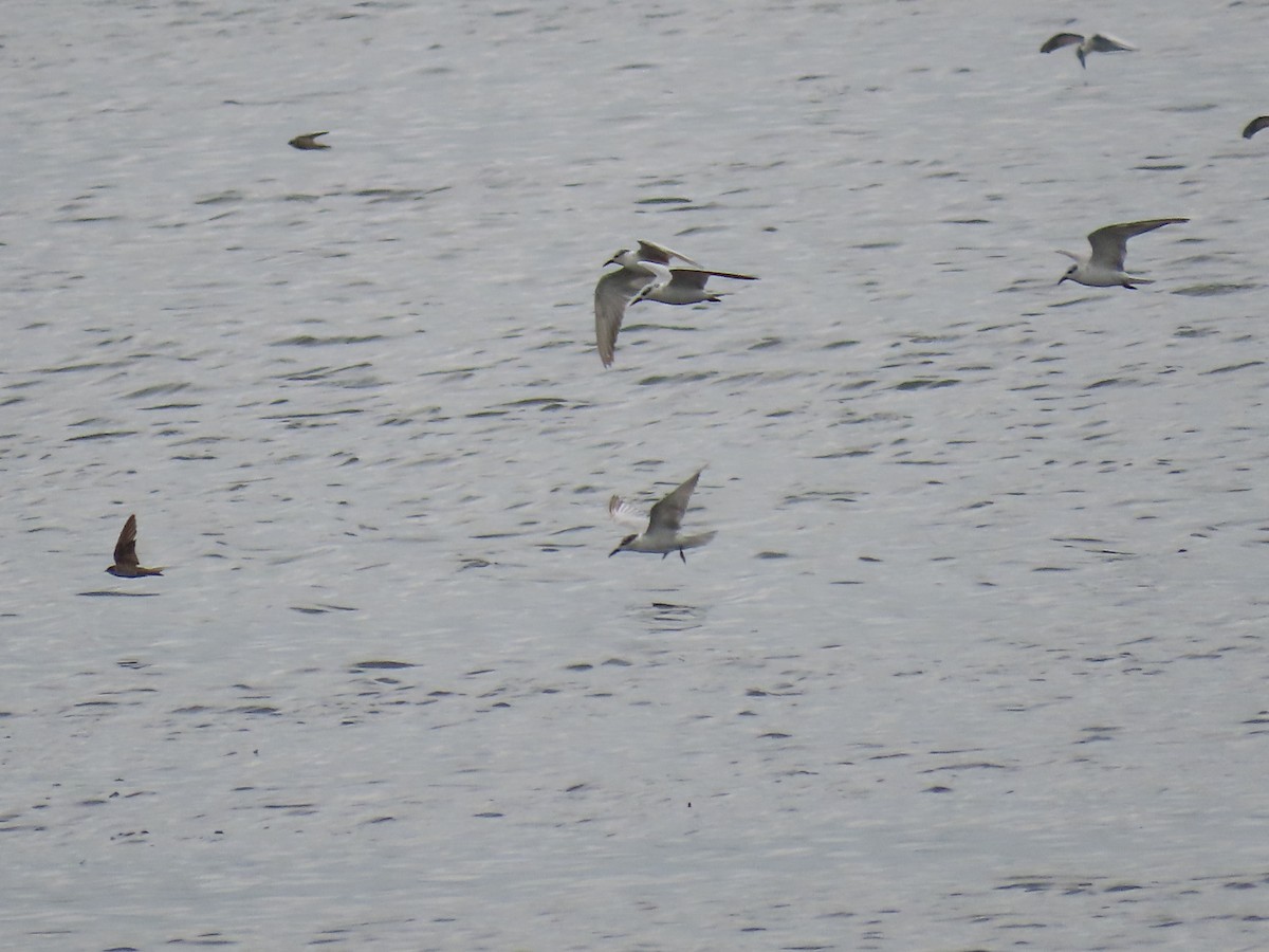 Whiskered Tern - ML646112270