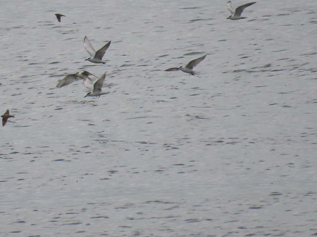 Whiskered Tern - ML646112271