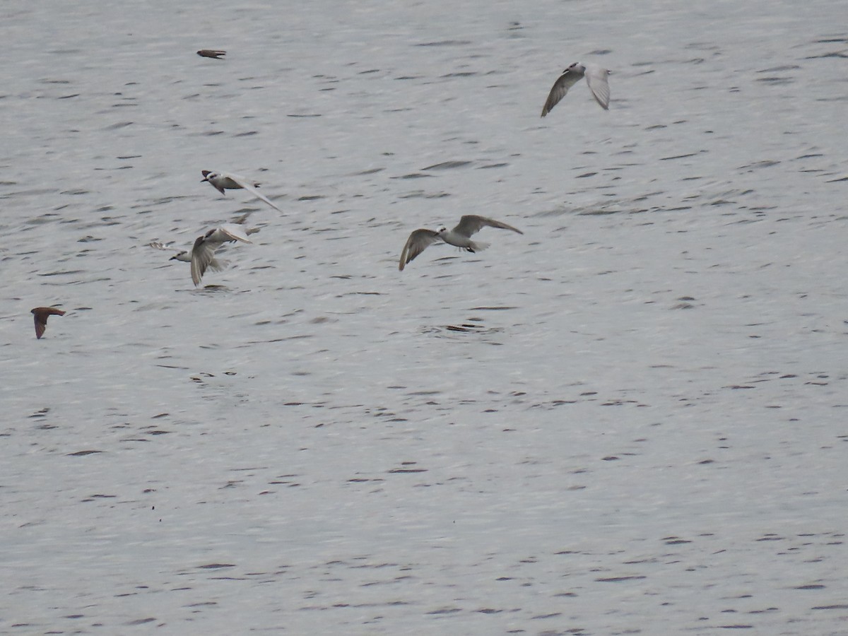 Whiskered Tern - ML646112272