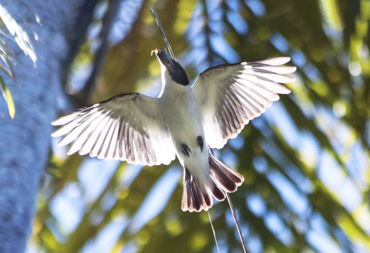 Black-crowned Tityra - ML646112280