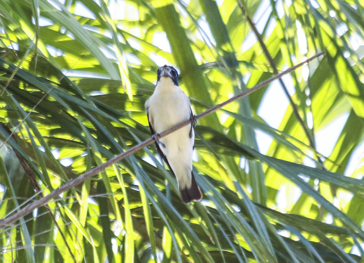 Black-crowned Tityra - ML646112281