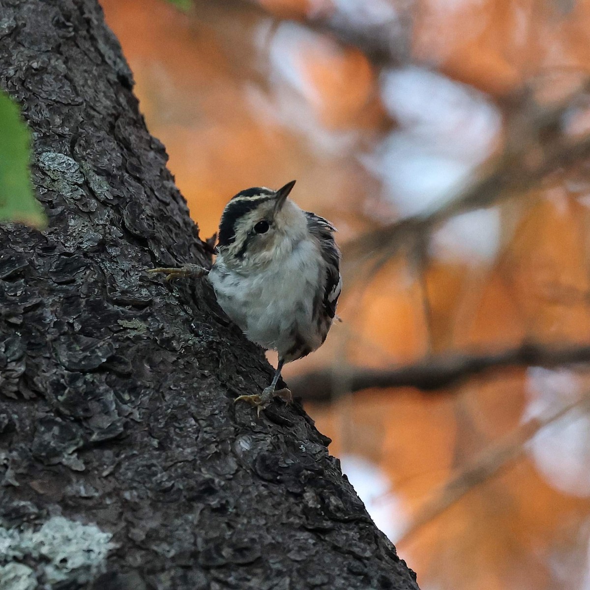 Black-and-white Warbler - ML646112284