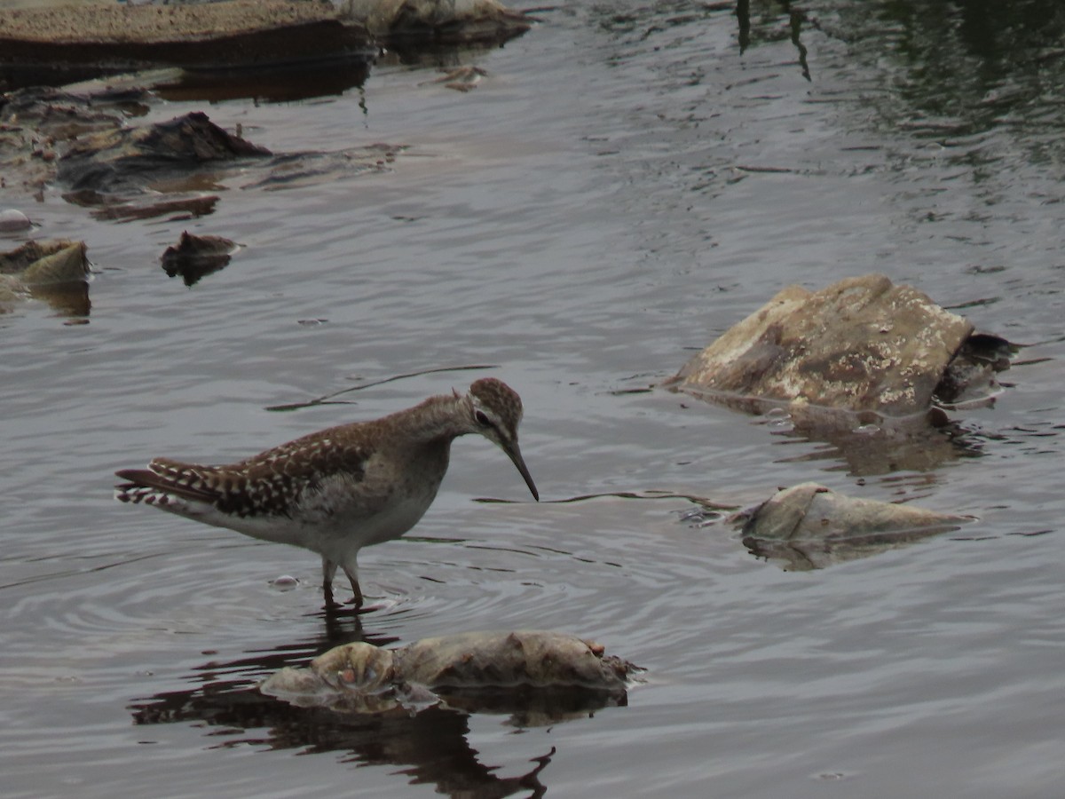 vodouš bahenní - ML646112298