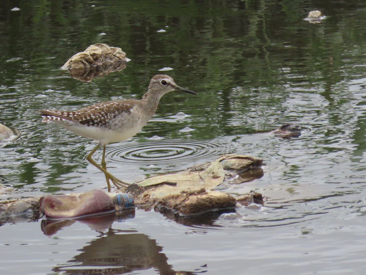 vodouš bahenní - ML646112299