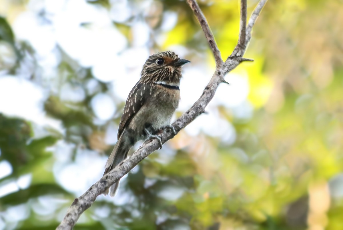Crescent-chested Puffbird - ML646112303