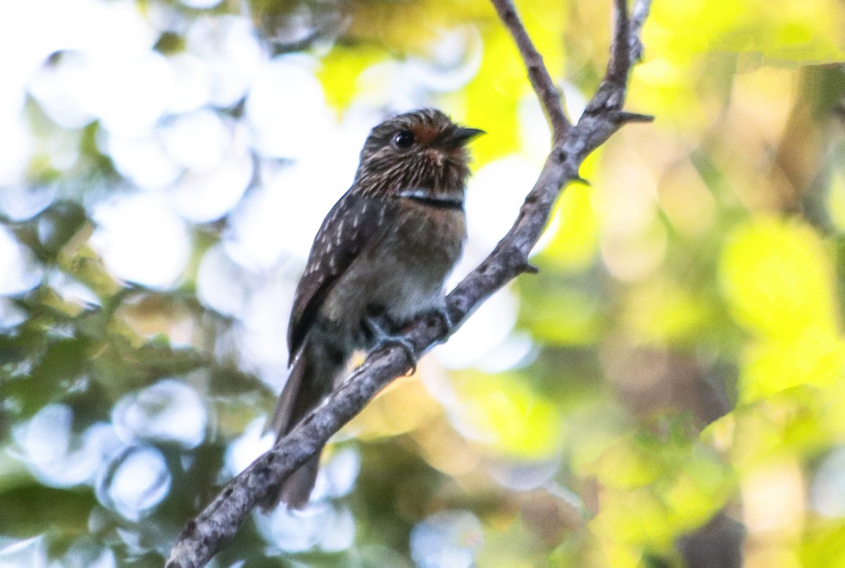 Crescent-chested Puffbird - ML646112304