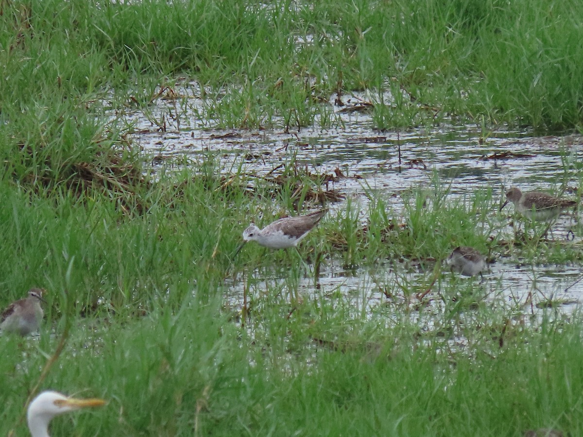 Marsh Sandpiper - ML646112310