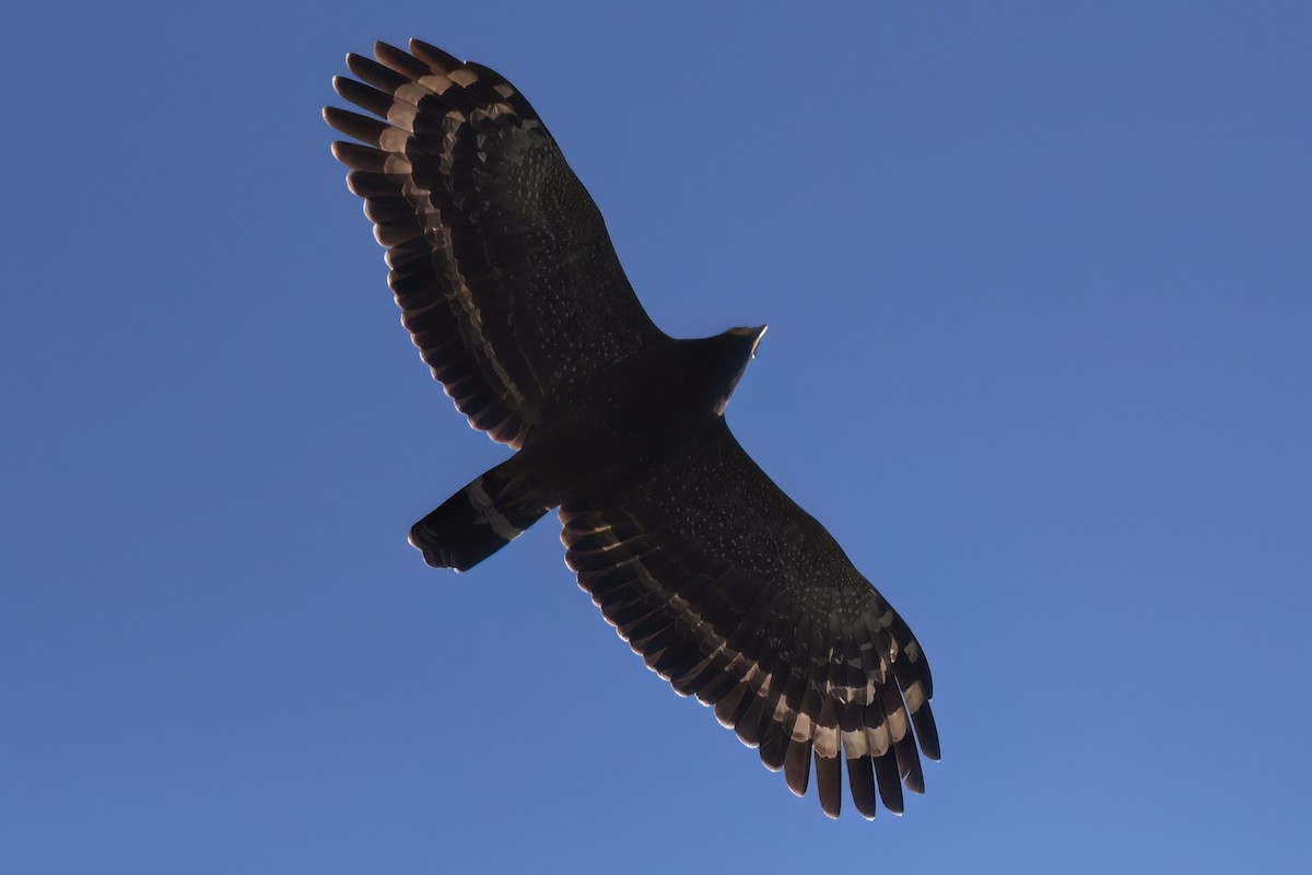 Culebrera Chiíla - ML646112311