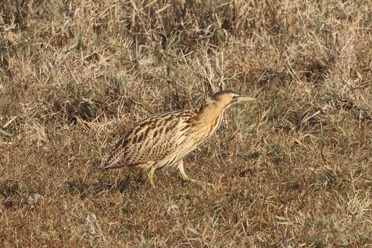 Eurasian Bittern - ML646112314