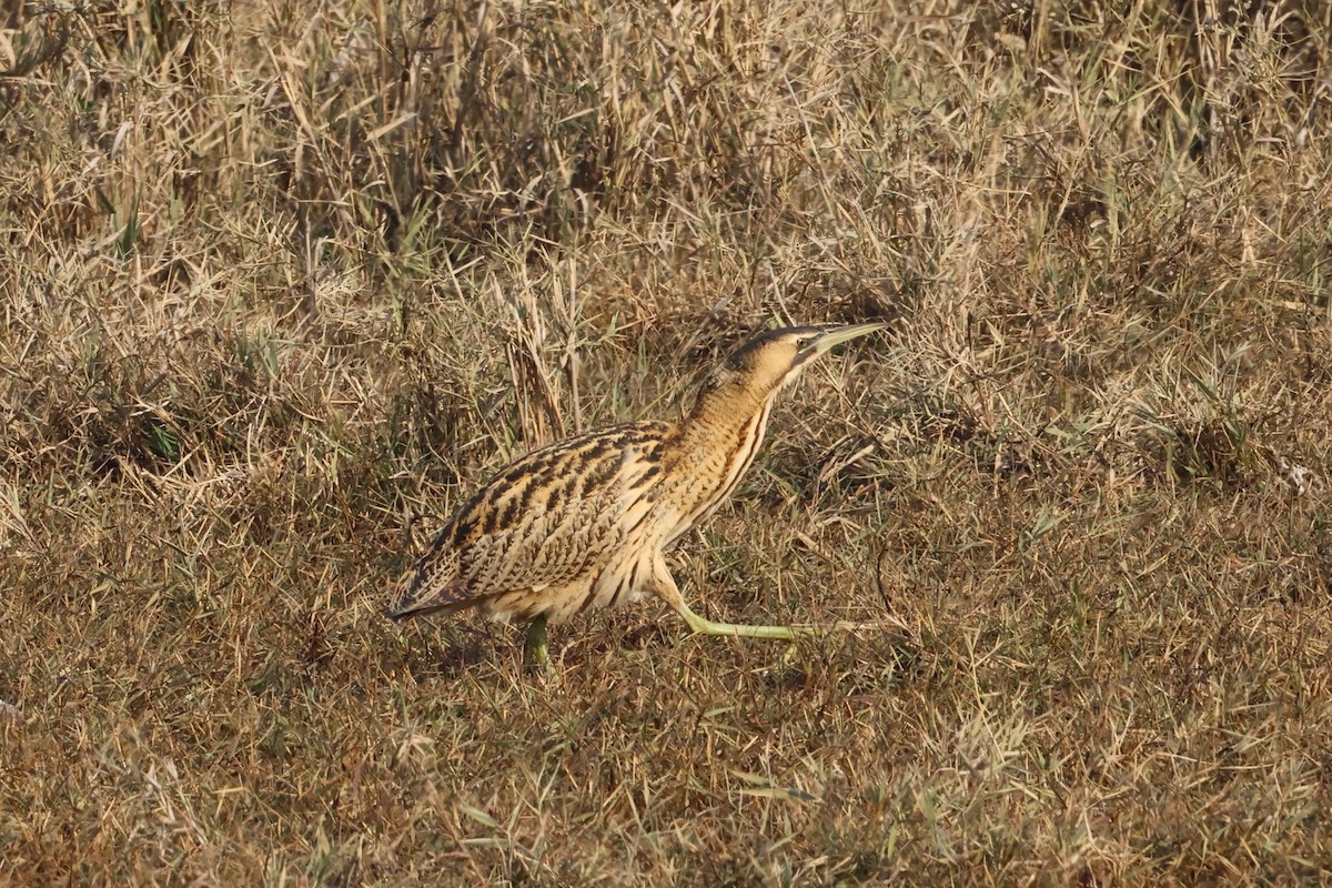 Eurasian Bittern - ML646112315