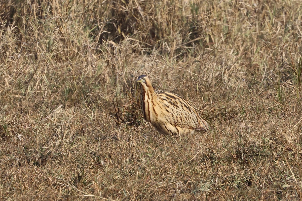 Eurasian Bittern - ML646112316
