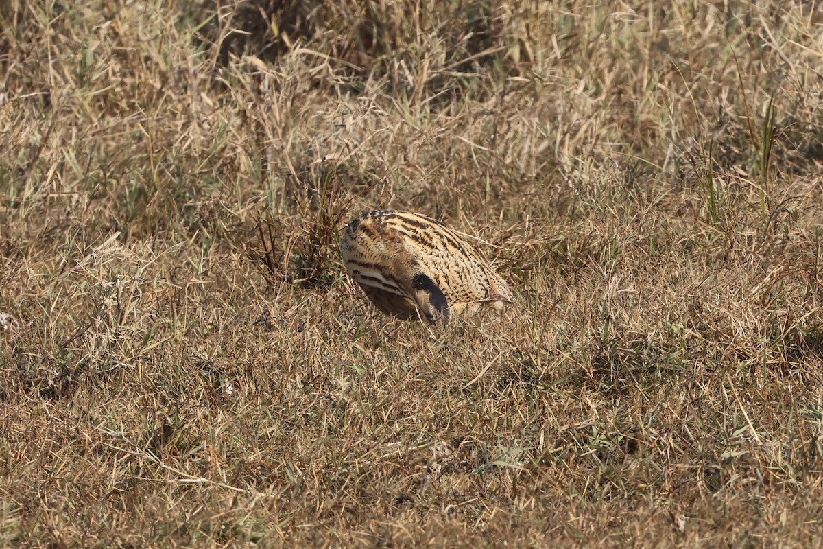 Eurasian Bittern - ML646112317