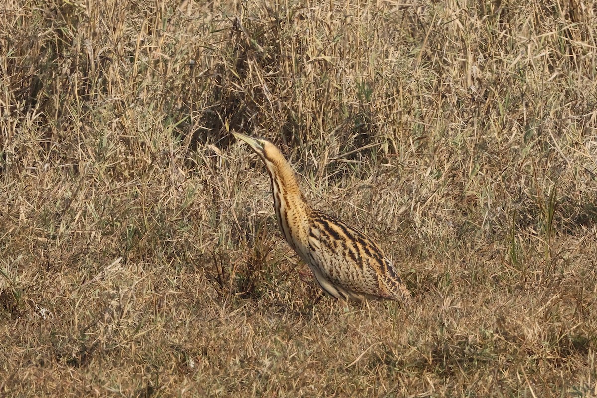 Eurasian Bittern - ML646112318