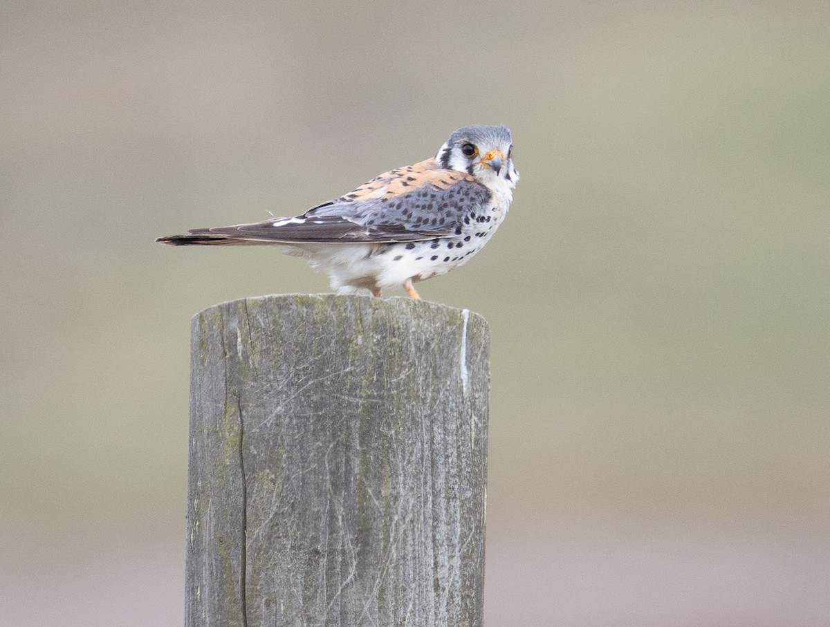American Kestrel - ML646112323