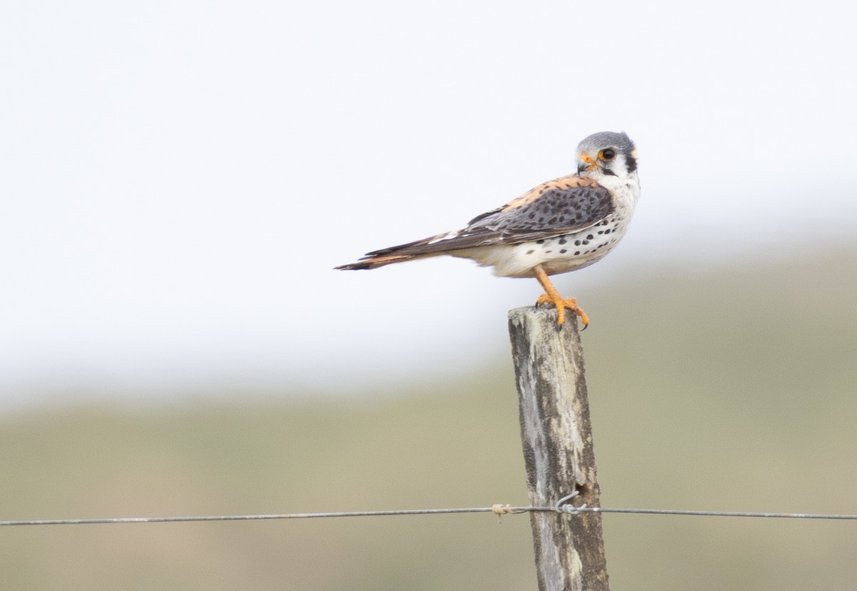 American Kestrel - ML646112324