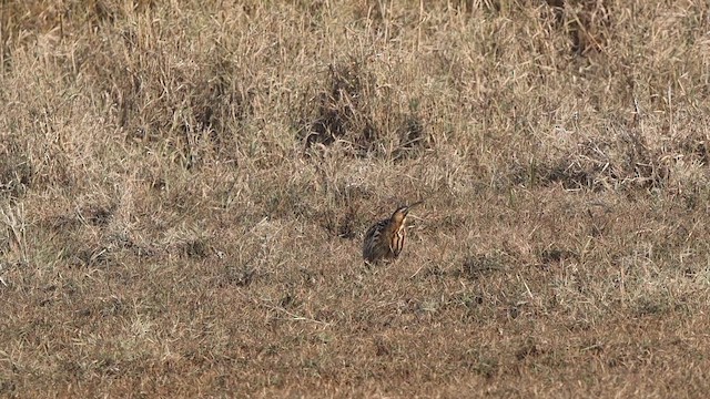 bukač velký - ML646112330