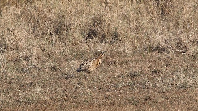 bukač velký - ML646112331