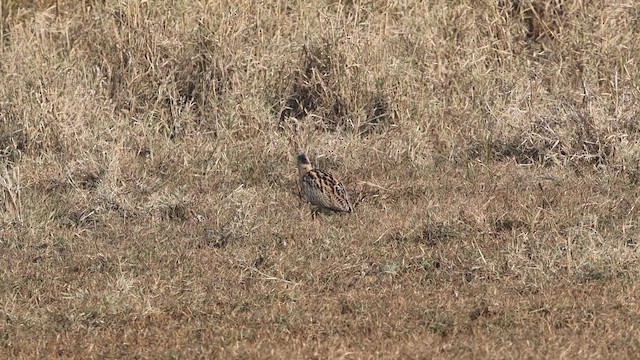 bukač velký - ML646112332