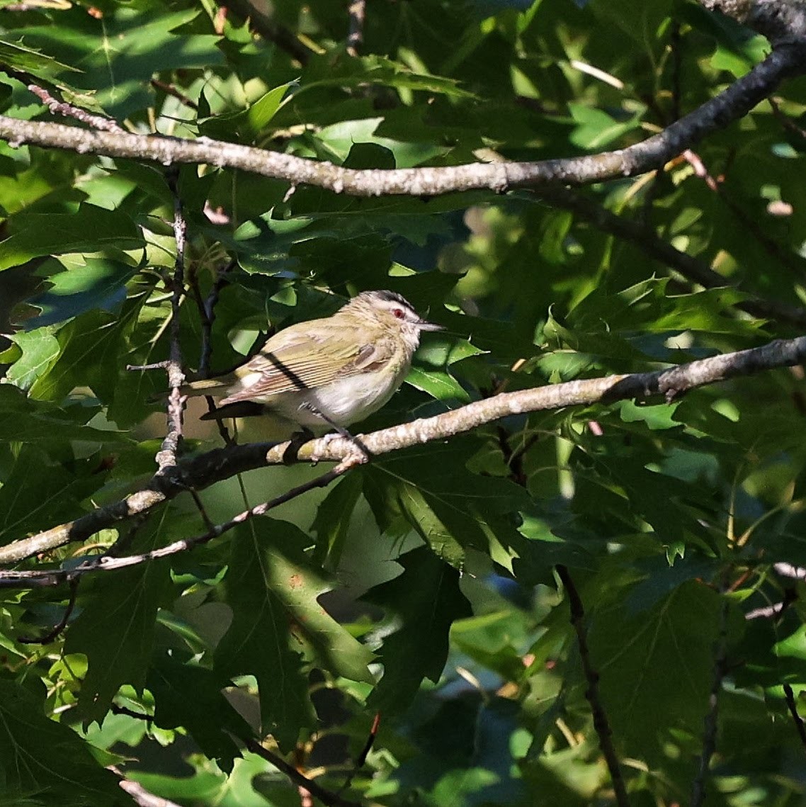 Красноглазый виреон - ML646112333