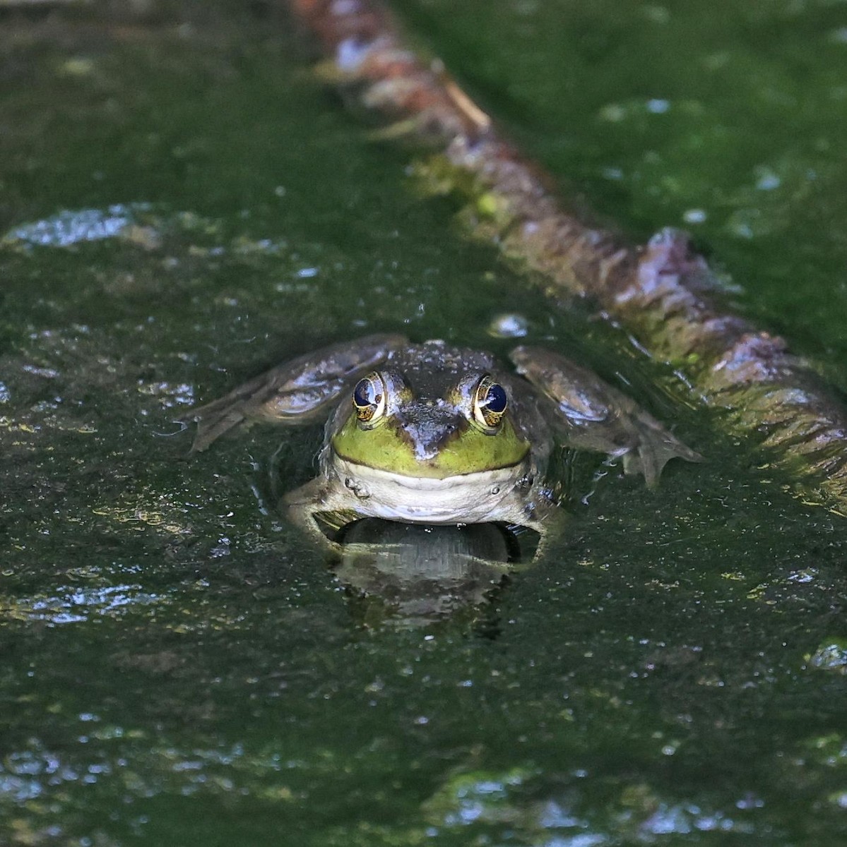 Green Frog - ML646112343