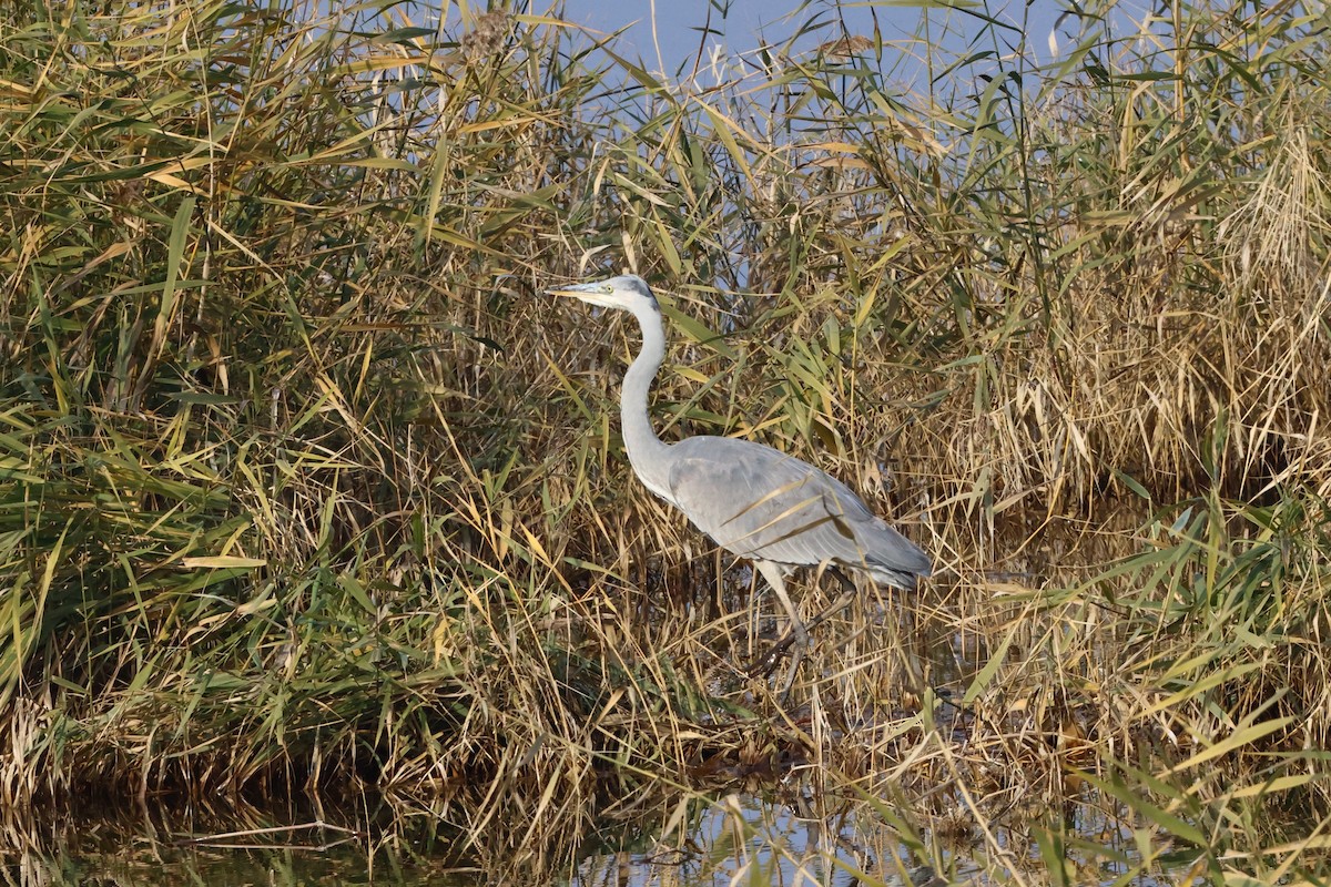 Gray Heron - ML646112347
