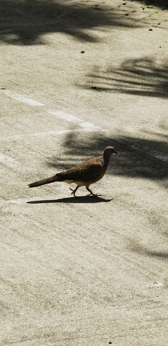 Горлиця китайська - ML646112348