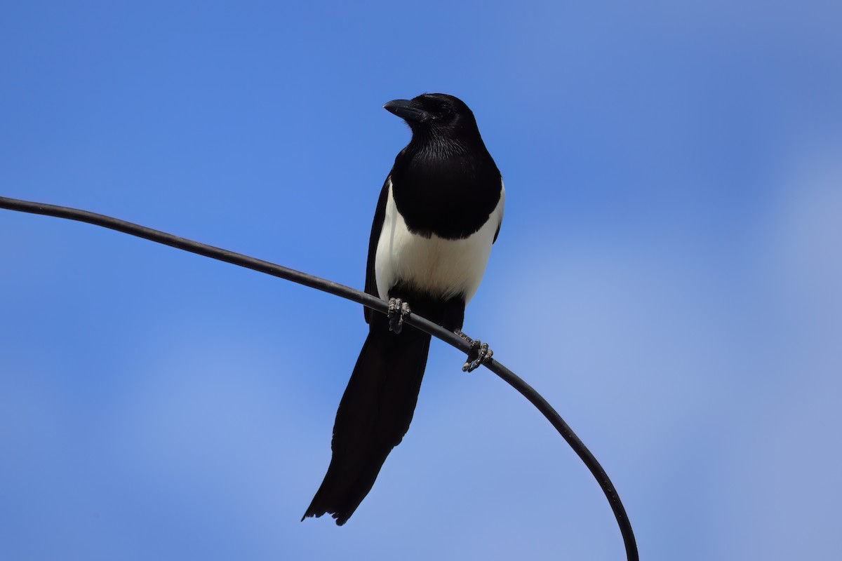 Дорнын шаазгай - ML646112349