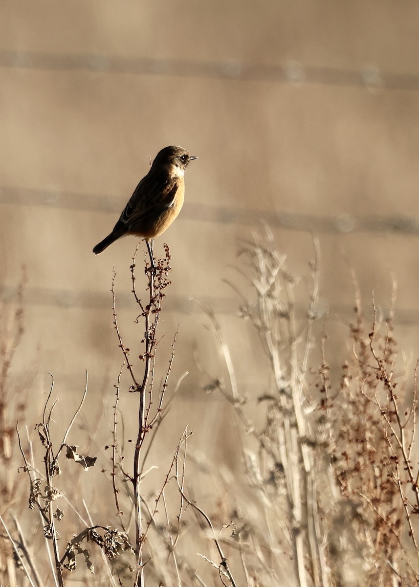 European Stonechat - ML646112350