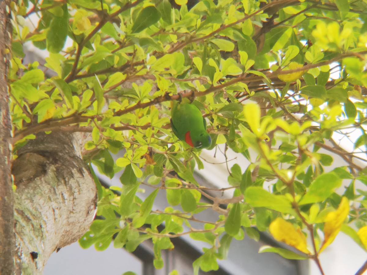 Кориліс синьочубий - ML646112351