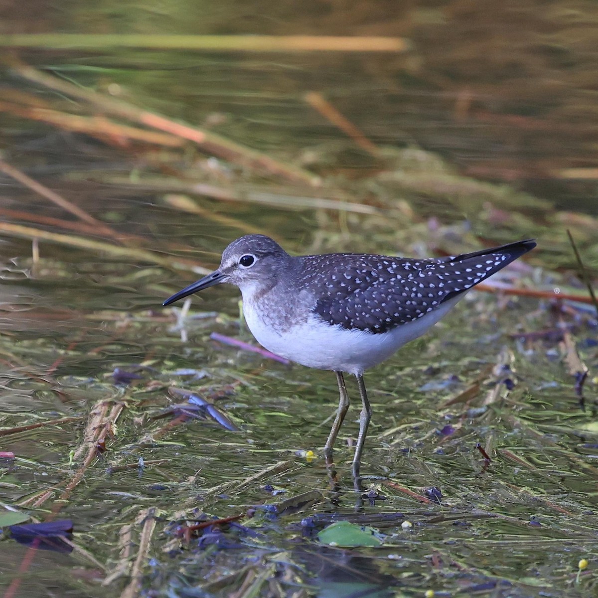 Solitary Sandpiper - ML646112352