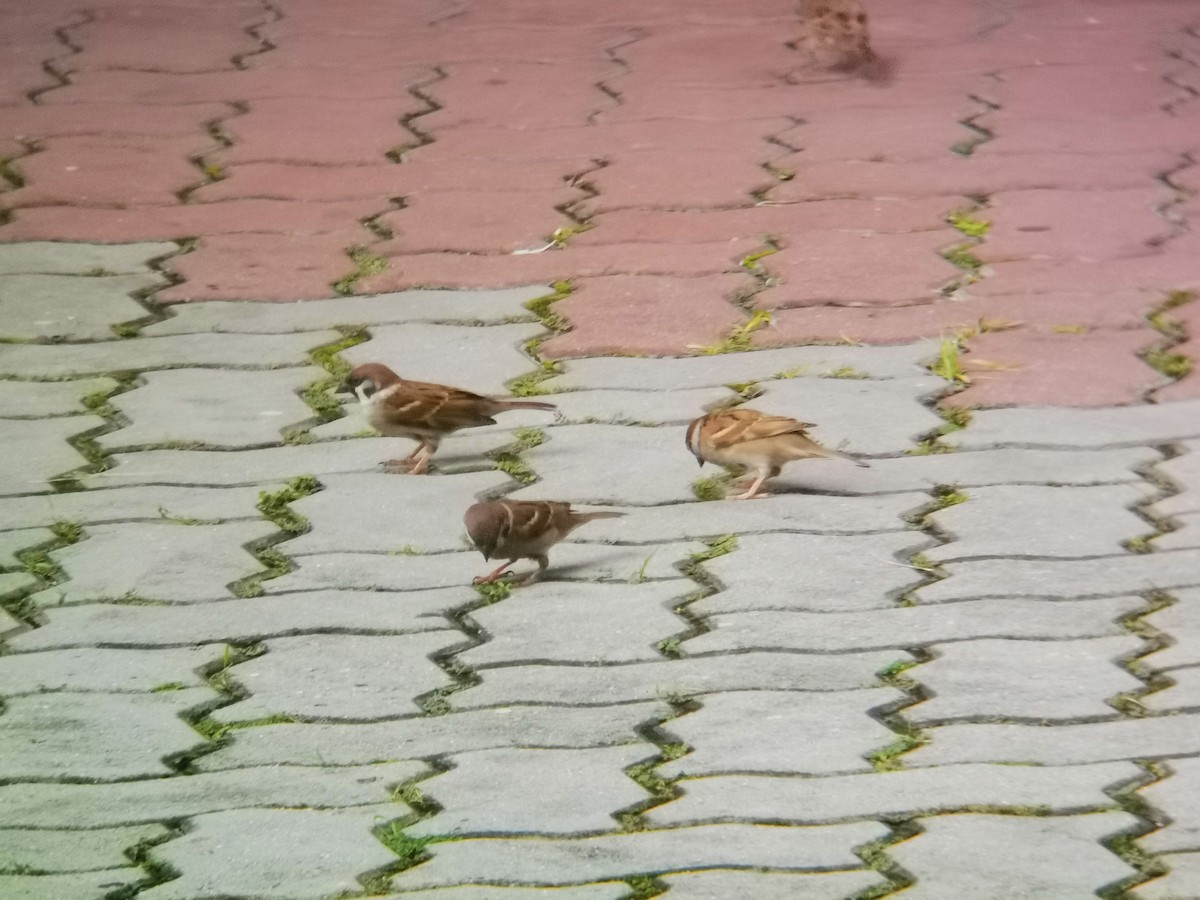 Горобець польовий - ML646112356