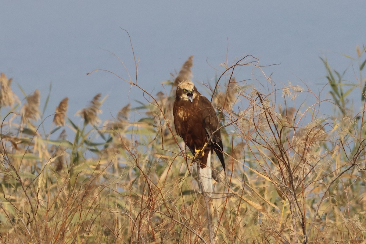 Western Marsh Harrier - ML646112359
