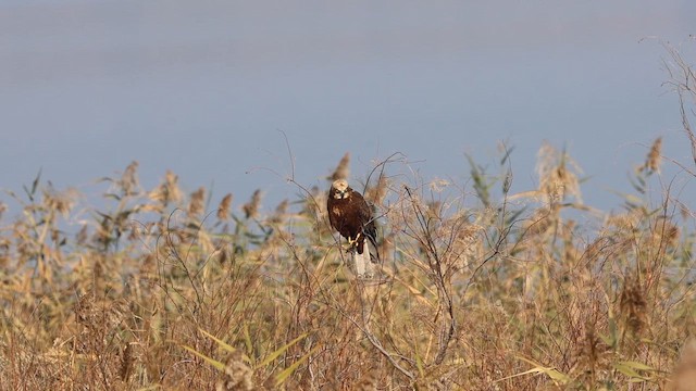 Western Marsh Harrier - ML646112360