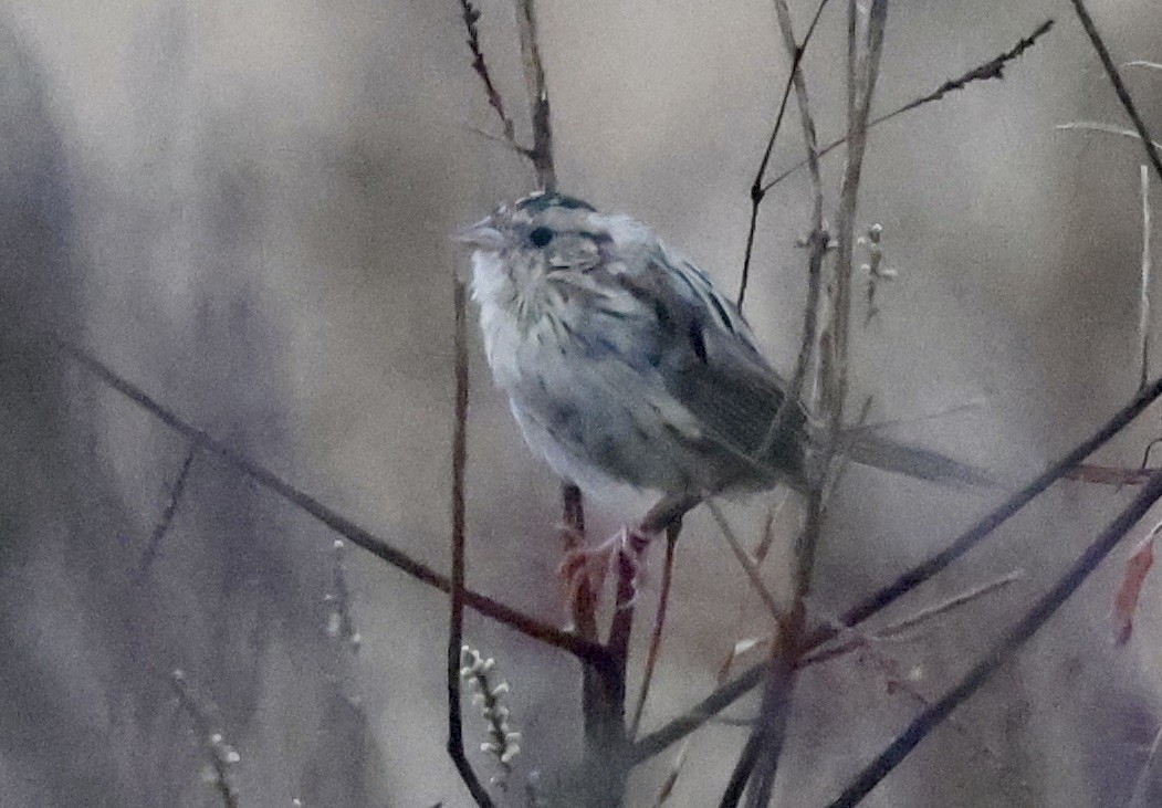 LeConte's Sparrow - ML646112361
