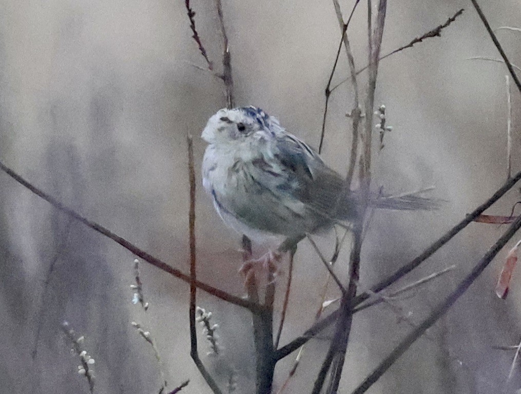 LeConte's Sparrow - ML646112362
