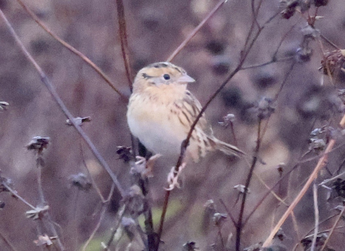 LeConte's Sparrow - ML646112363