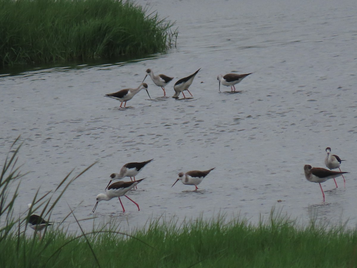 高蹺鴴 - ML646112368