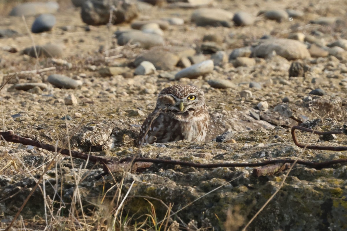 Little Owl - ML646112369